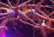 Öğrenme, Hafıza, Nöroplastisite Öğrenme, Hafıza, Nöroplastisite