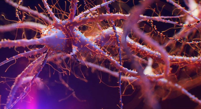 Öğrenme, Hafıza, Nöroplastisite